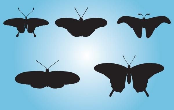Black Butterfly Pack Black Butterfly Pack