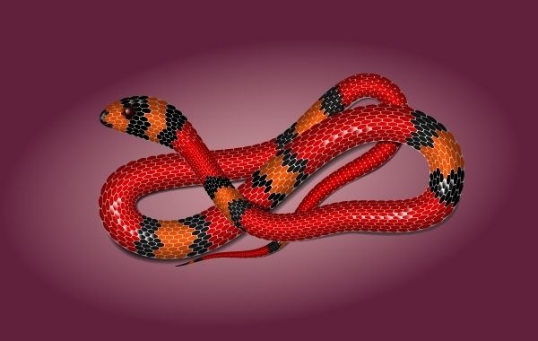 Serpiente tóxica con detalle de rayas en el cuerpo