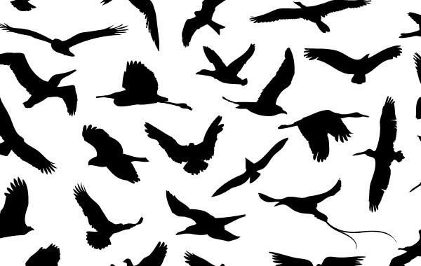 30 verschiedene fliegende Vögel 30 verschiedene fliegende Vögel
