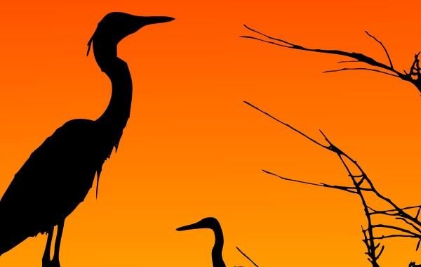 Two Herons Resting Two Herons Resting
