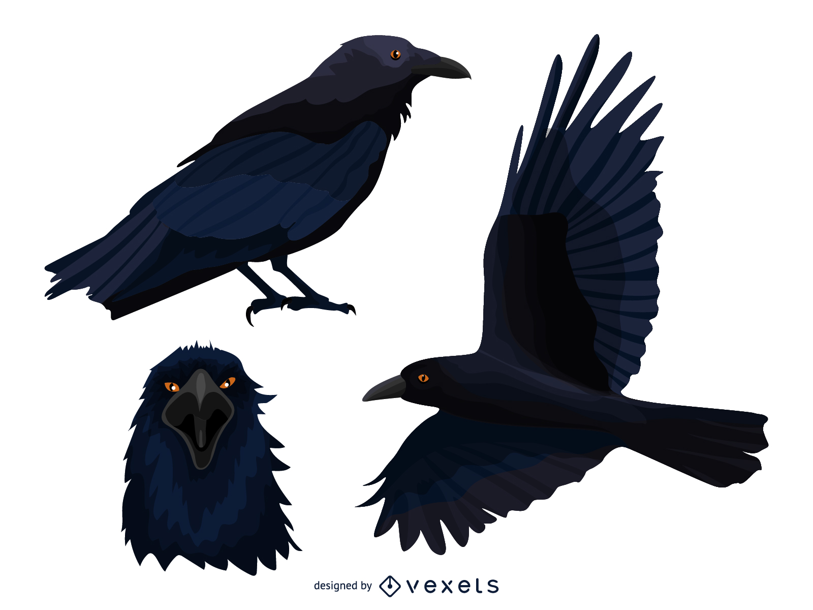 Conjunto de ilustración de cuervo