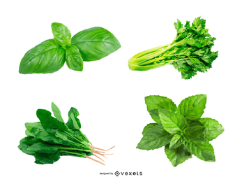 herbal vector graphics to download herbal vector graphics to download