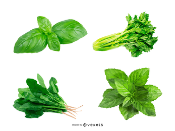 Vector de hojas de hierbas 03
