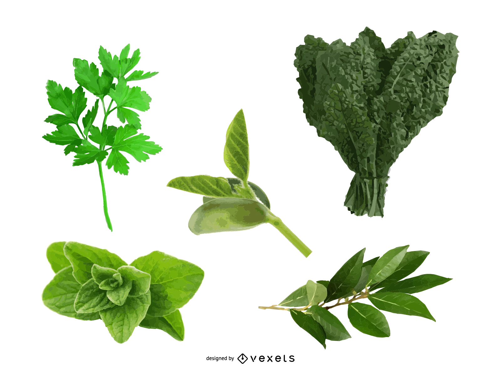 Herbal Leaves 04 Vector