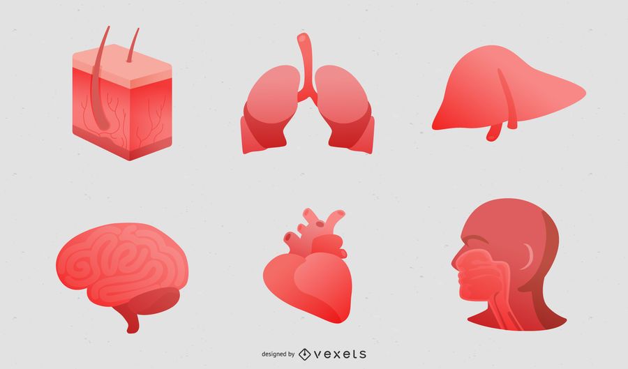 Perspective Of Human Organs Vector Perspective Of Human Organs Vector
