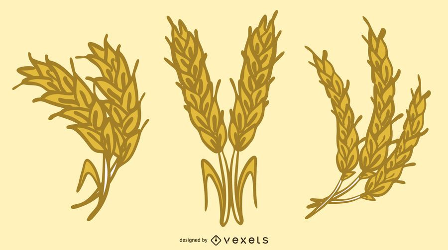 Yellow Wheat 04 Vector Yellow Wheat 04 Vector