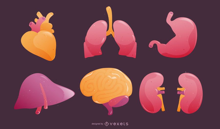 Human Organs In 3D - Vector Download