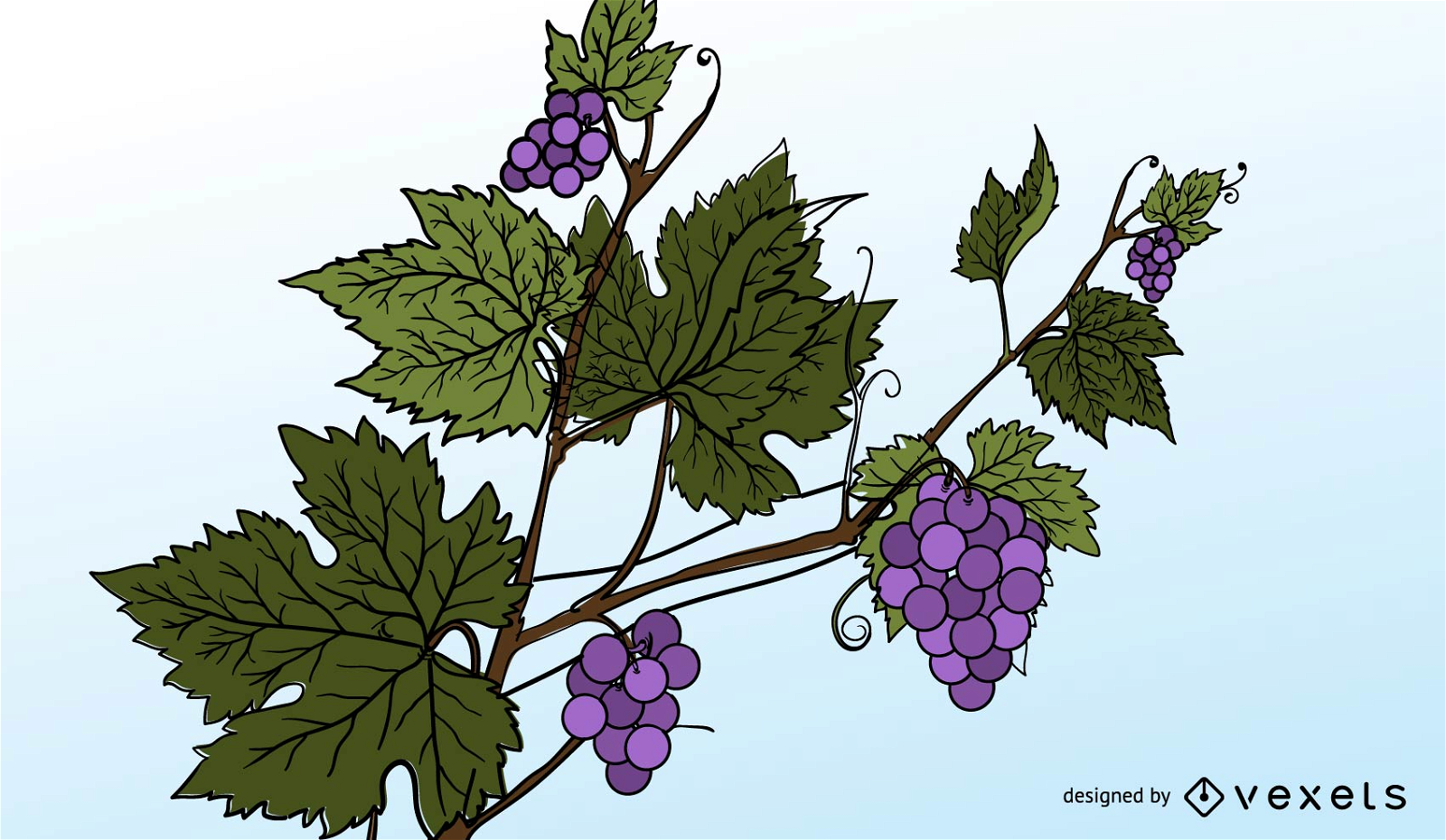 Vetor de uvas roxas e folhas de uva