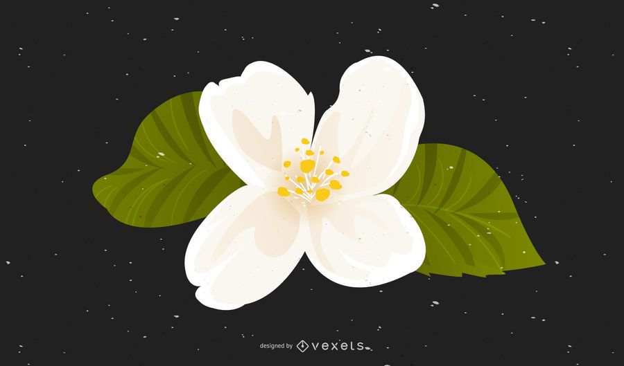 Vector Jasmine Original Vector Jasmine Original