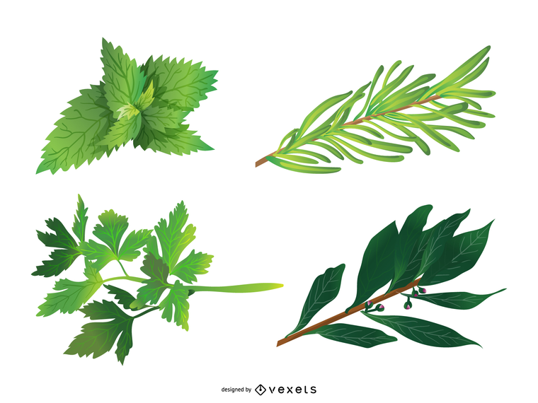 Herbal Leaves 05 Vector - Vector Download