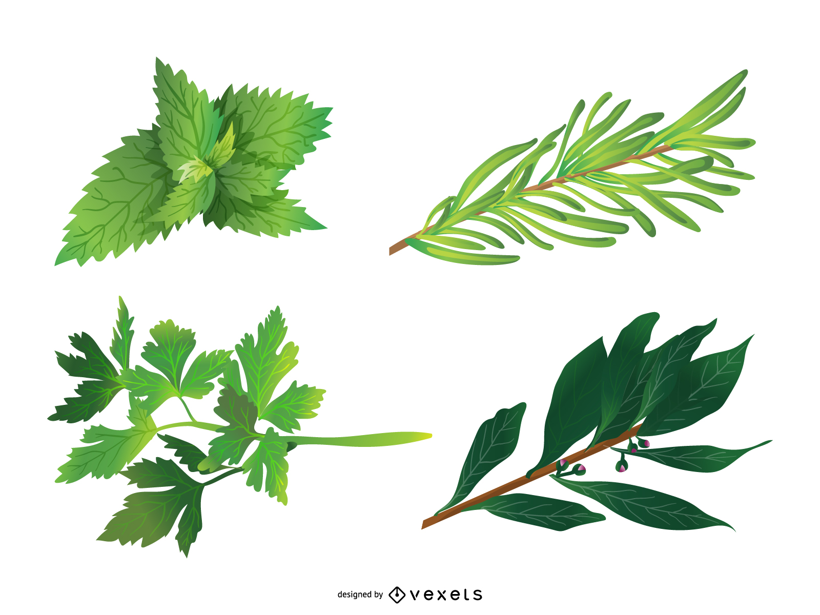 Herbal Leaves 05 Vector