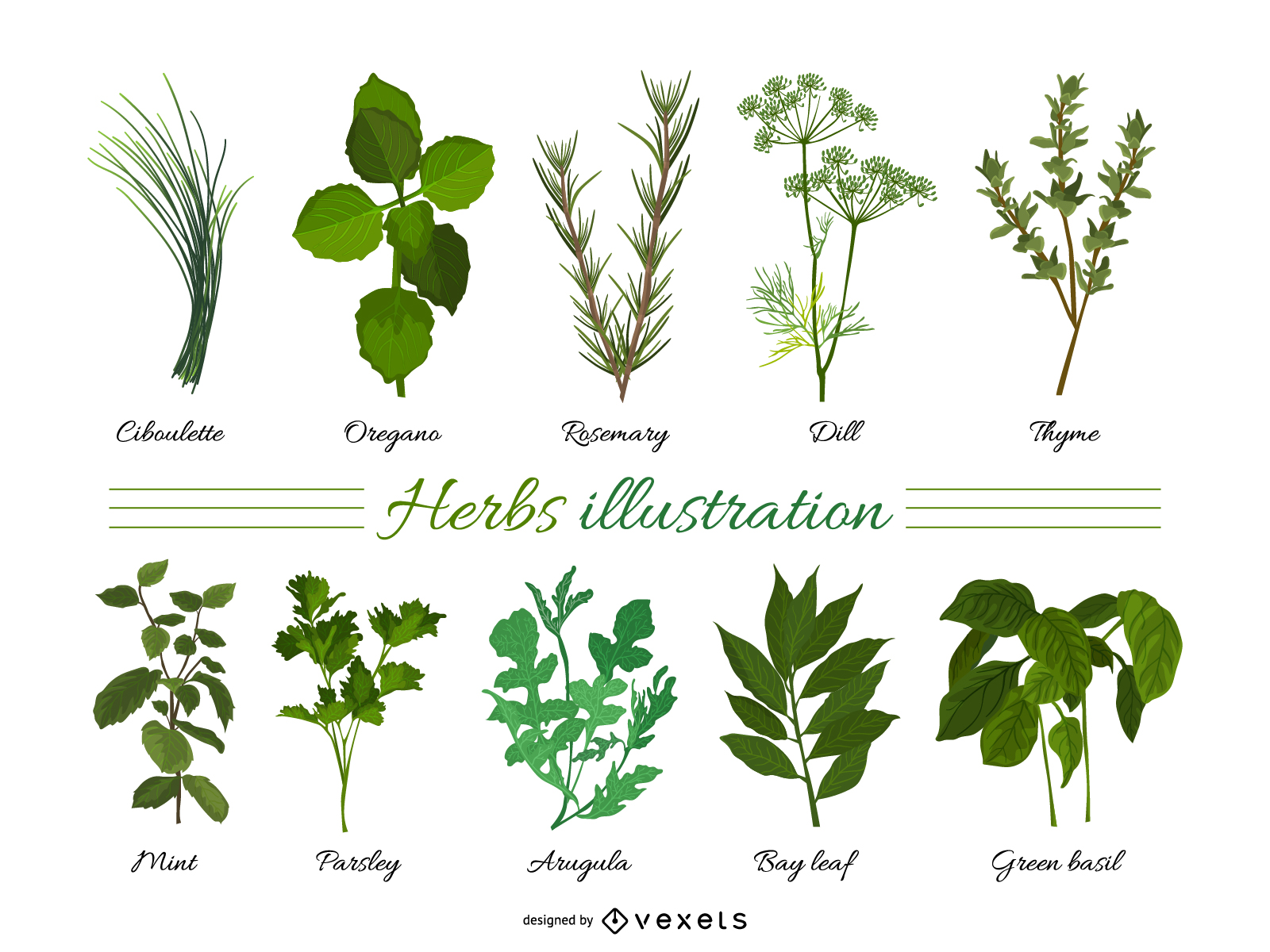 Herbal Leaves 01 Vector