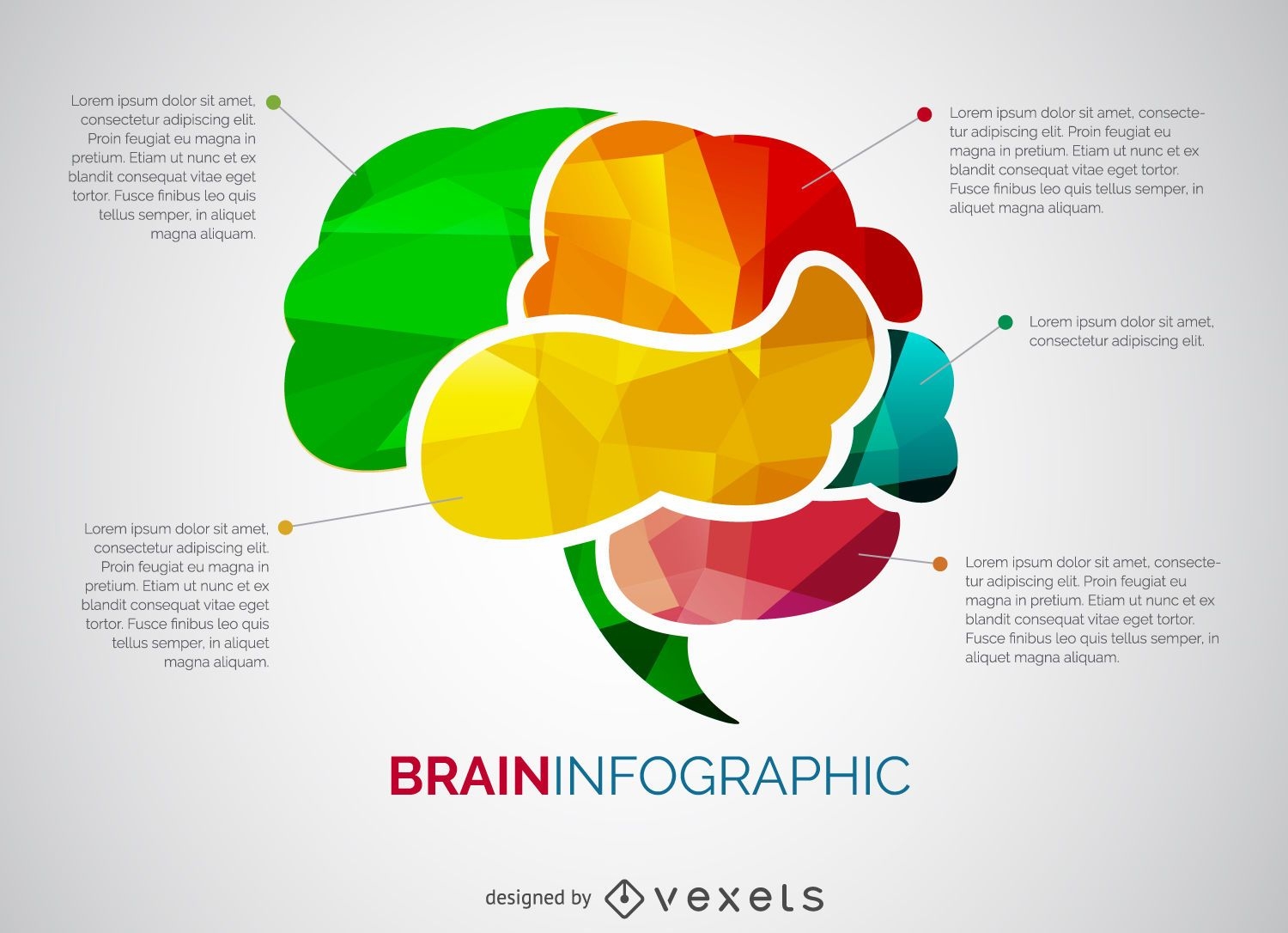 Gehirn Infografik