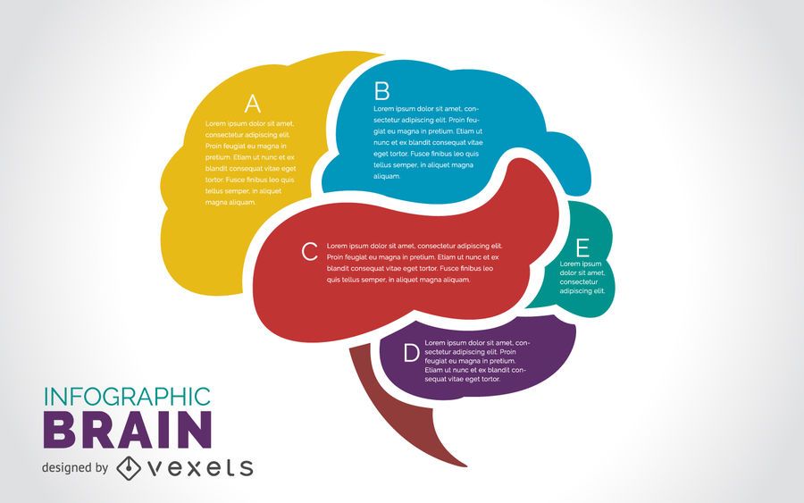Infografía plana del cerebro Infografía plana del cerebro
