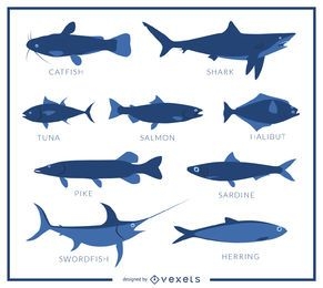 Fish species illustration
