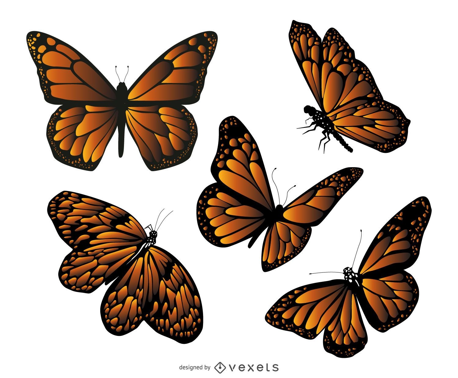Conjunto de ilustração de borboleta monarca