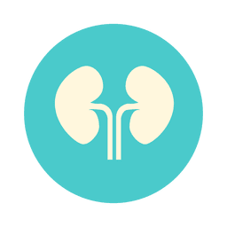 Flat kidney circle icon PNG Design
