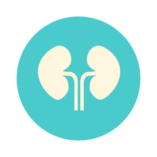 Flat kidney circle icon PNG Design