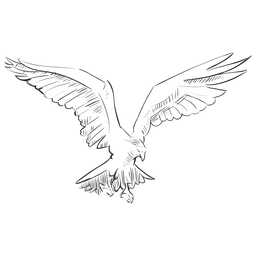 Fliegender Adlervogel PNG-Design