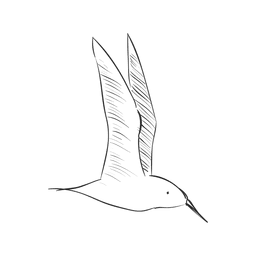 Hand drawing flying bird PNG Design