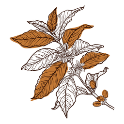 Planta de cafe dibujada a mano Diseño PNG