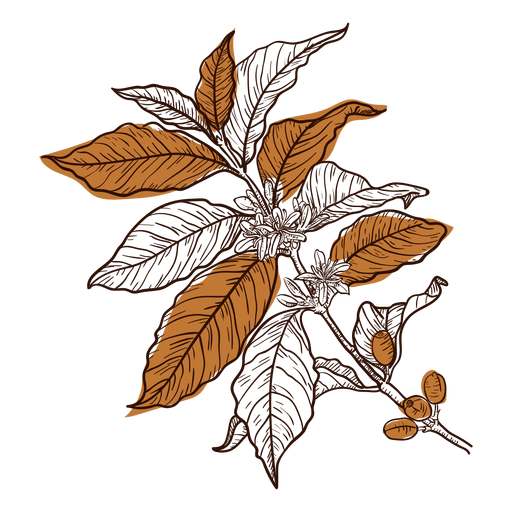 Free Free 344 Coffee Bean Plant Svg SVG PNG EPS DXF File