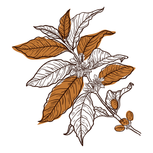 Hand gezeichnete Kaffeepflanze PNG-Design