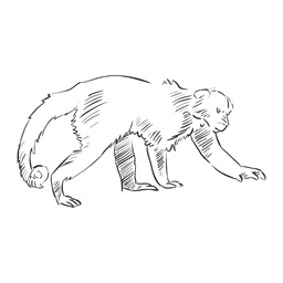 Mono dibujado a mano Diseño PNG