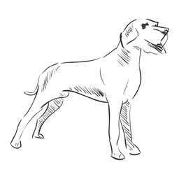 Cão de estimação desenhado à mão Desenho PNG