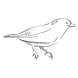 Pássaro tordo desenhado à mão Desenho PNG
