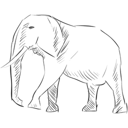 Elefante a lápis Desenho PNG