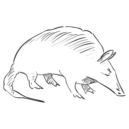 Bleistift gezeichnete Ratte PNG-Design