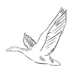 Möwe handgezeichneter Vogel PNG-Design