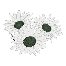 Ramo de flores de margarita Diseño PNG