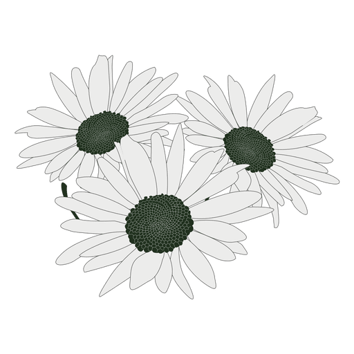 Daisy flower bouquet PNG Design