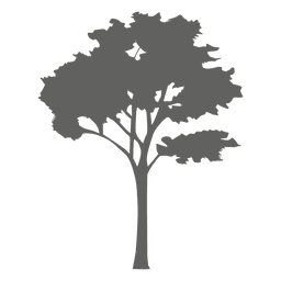 Silhueta da árvore de bordo 2 Transparent PNG