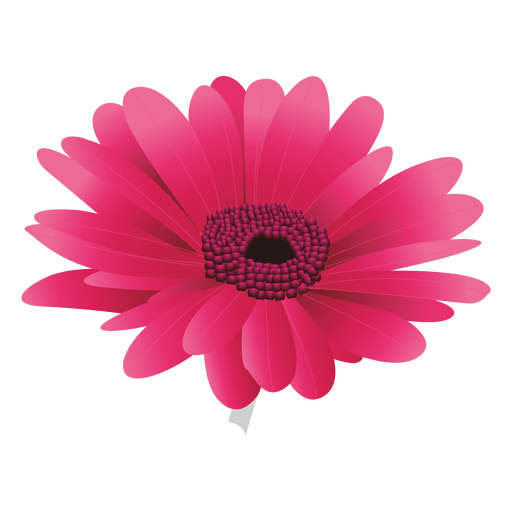 Maroon gerberal flower PNG Design