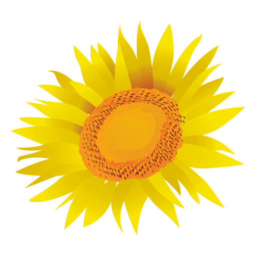 Free Free 213 Clear Background Sunflower Bouquet Svg SVG PNG EPS DXF File