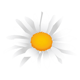 Dibujos animados de margarita blanca Diseño PNG