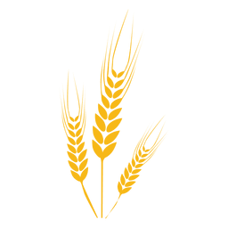 Wheat food  Plant PNG Design