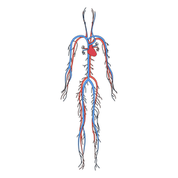 Sistema cardiovascular sangue corpo humano