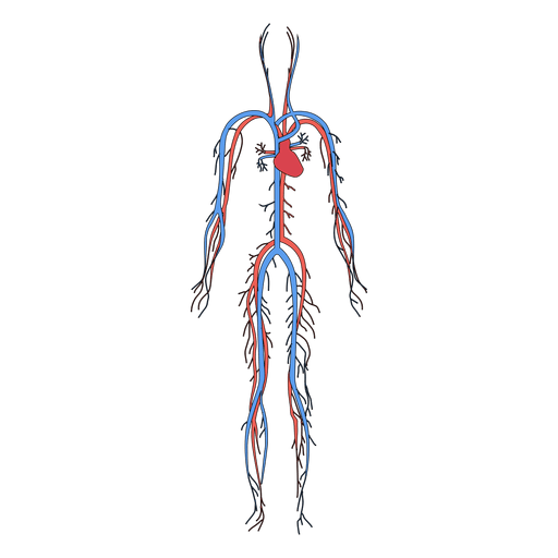 Sistema cardiovascular corpo humano sangue - Baixar PNG ... vascular system diagram 