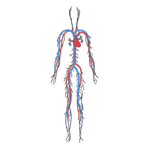 Sistema cardiovascular sangue corpo humano Desenho PNG