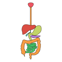 human digestive system clipart