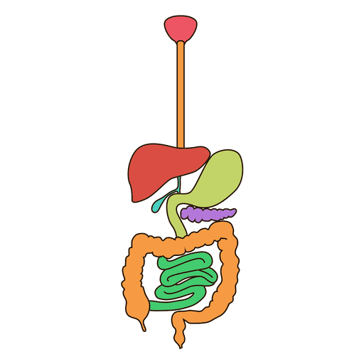 Digestive system anatomy illustration