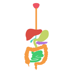 Digestive system human body PNG Design Transparent PNG