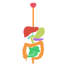Sistema digestivo corpo humano Desenho PNG