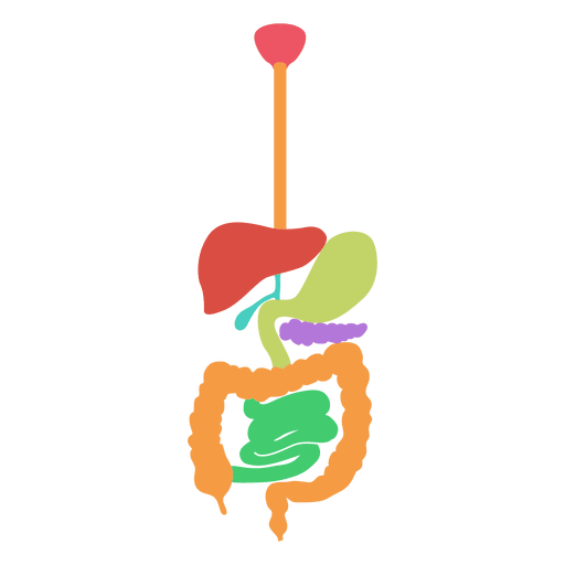 Sistema digestivo cuerpo humano Diseño PNG