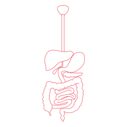 Digestive system  Food digestion human body PNG Design
