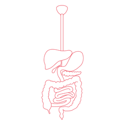 Dise O Png Y Svg De Sistema Digestivo Digesti N De Alimentos Cuerpo Humano Para Camisetas